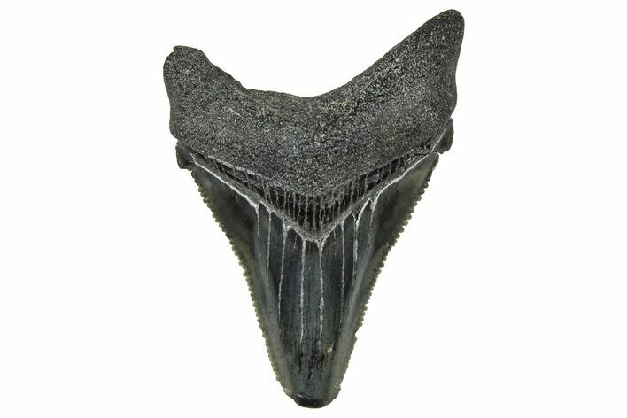 Serrated Angustidens Tooth - Megalodon Ancestor #370204